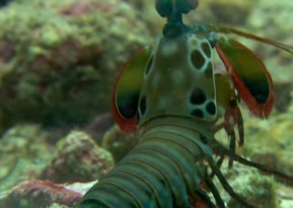 10 חיות ממש נדירות שלא הכרתם